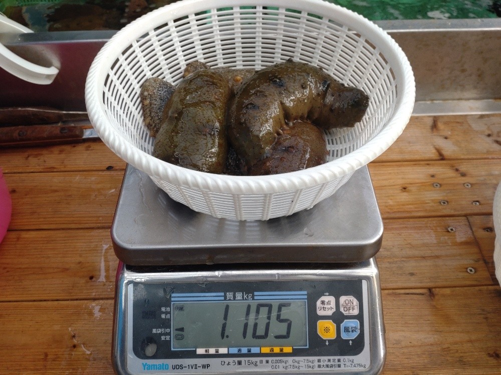 Concombre de Mer Premium